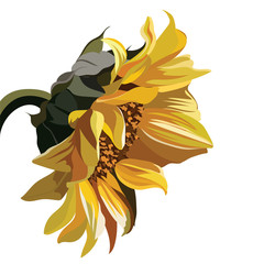 Sunflower Watercolor photos, royalty-free images, graphics, vectors