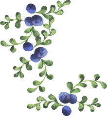 Obraz premium Abstract blueberry branches on white background drawn by watercolor. Hand drawn vector illustration.