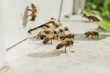 Beekeeping, The bees at front hive entrance, honeycomb in a wooden frame