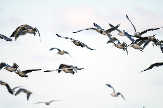 Ein Schwarm Möwen fliegt aufgeschreckt durch die Luft 