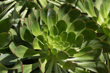 Macro photo of succulent Aeonium arboreum. Bedroom cabbage