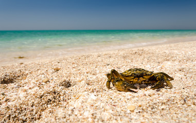 Crab on the beach against the sea