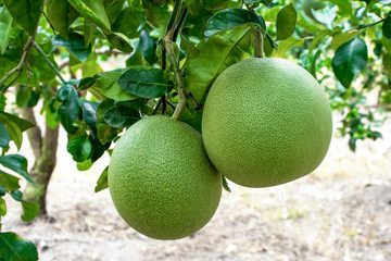 Pomelo fruit on the pomelo tree in garden. Pomelo fruit plant