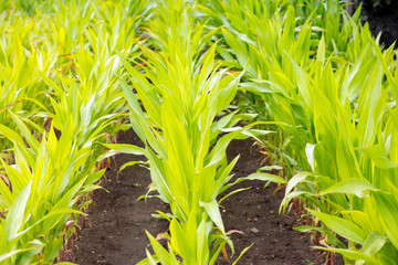 Obraz premium champs de maïs