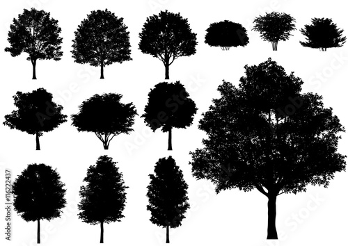"Vector trees isolated on a white background." Stock image and royalty