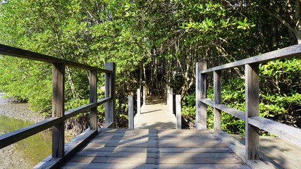 forest mangrove and the bridge walkway