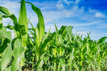 Green corn field in agricultural garden and blue sky