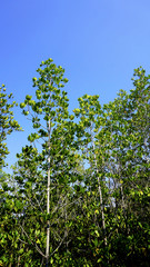 forest mangrove vertical
