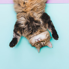 Funny portrait of cat  head over heels