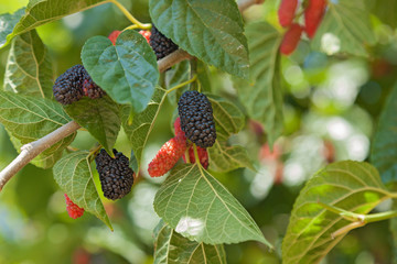 Mulberry