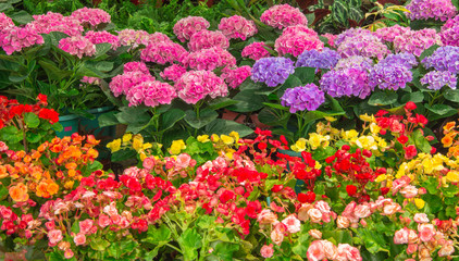 Obraz premium beautiful colorful flower