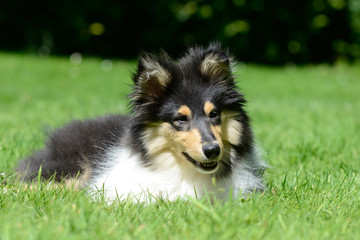 british collie, puppy lying and looking on meadow