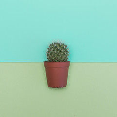 Small cactus in minimalism concept