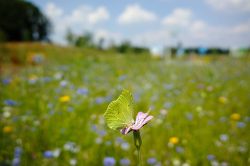 Colorful summer meadow with wild flowers