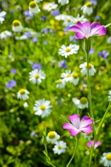 Obraz na płótnie Canvas Colorful summer meadow with wild flowers