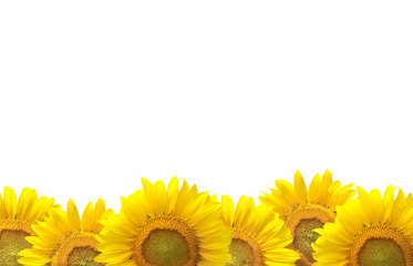 Naklejka premium Sunflower isolated on white background