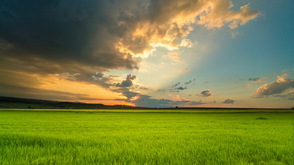 The picturesque sunset above the green wheat field