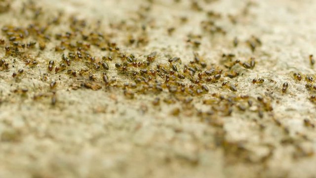 UltraHD video - Termites are affected by the traffic on the road