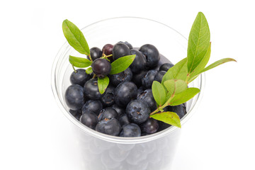 Heidelbeeren Blaubeeren im Becher mit grünen Blättern auf weißem Hintergrund