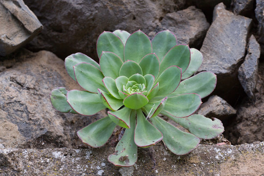 Macro photo of succulent Aeonium arboreum. Bedroom cabbage