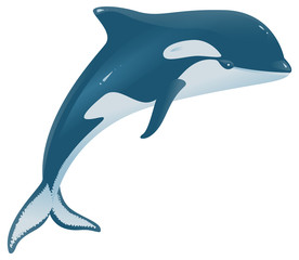 Orcinus orca marine mammal