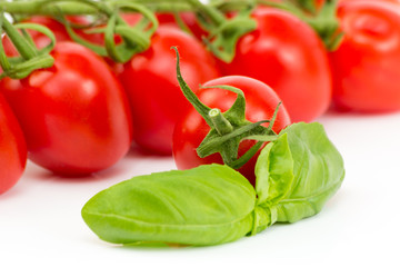 Tomate mit Basilikumblatt vor Tomaten rispen auf weißem Hintergrund isoliert