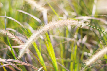 Poaceae grass flower for background, soft focus.