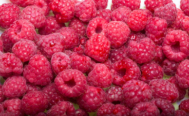 A beautiful selection of freshly picked ripe red raspberries.