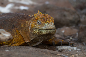 Galapagos Land Iguana