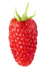 Single giant, elongated raspberry.