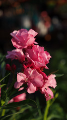Pink Rose Bay Blooms