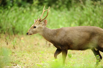 Male deer