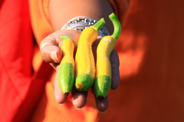 Colourful cucumber