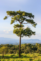 Big beautiful pine trees grow on the big hill