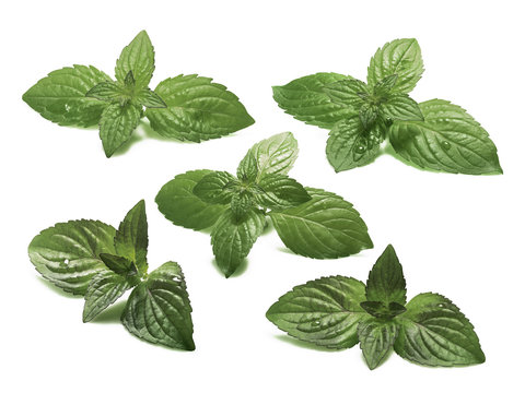 Set of sweet mint  leaves, clipping paths