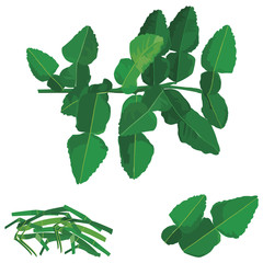 Heap of Fresh Kaffir Lime Leaves