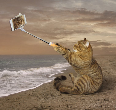 A cat is sitting on a coast alone. He is making a photo of himself.