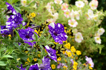 Blumen 679