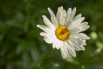 white daisy