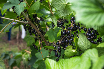Schwarze Johannisbeeren
