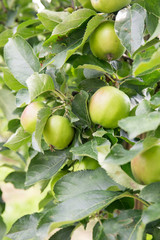 Leckere reife Äpfel