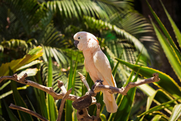 Fototapeta premium Pink parrot is sitting on a branch