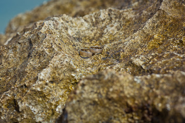 Two wedding rings on the cliff near ocean on the beach