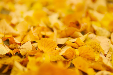 Autumn natural seasonal background with golden maple leaves selective focus