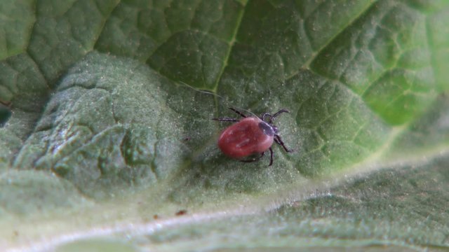 Zecke an einem Blatt