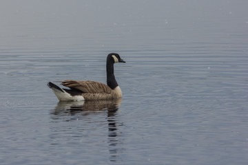 Kanadagans auf dem See © fotoman1962