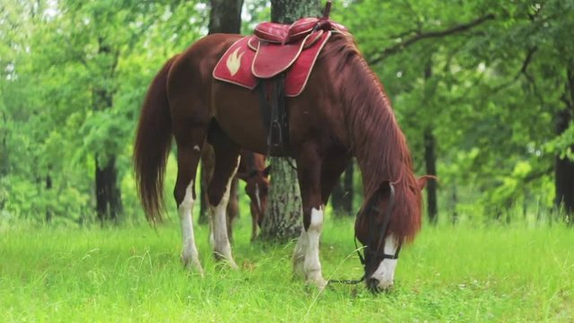 horse eats grass in the park, Slow Motion