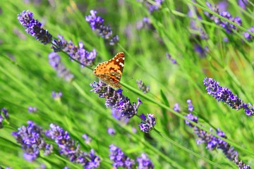 Butterfly on lavender 