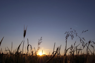 Field at sunset