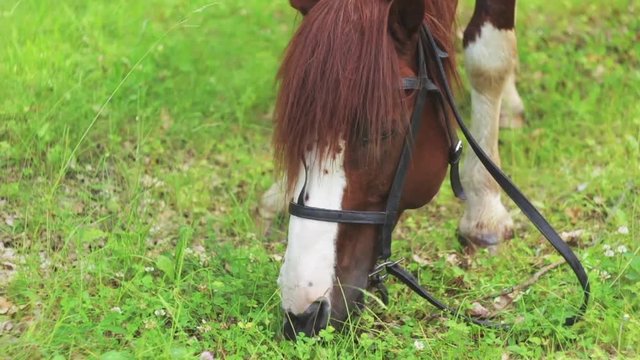 horse eats grass in the park, Slow Motion